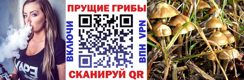 Псилоцибиновые грибы прущие грибы  Лысково 